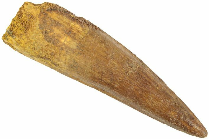 Fossil Spinosaurus Tooth - Real Dinosaur Tooth #238315